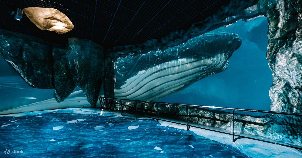 National Museum of Marine Biology and Aquarium Admission Ticket Kenting, Taiwan Klook